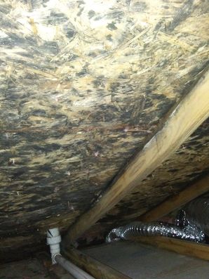 Before & After Mold Remediation in Richton Park, IL (3)